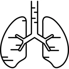 Human Lungs