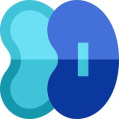 Kidneys