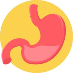 Stomach