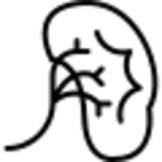 Kidney