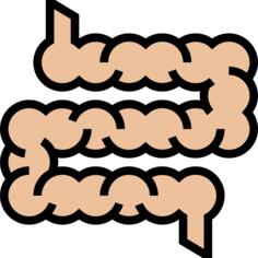 Intestine