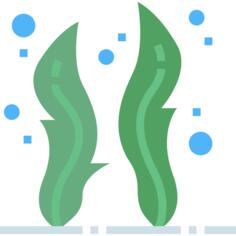 Seaweed