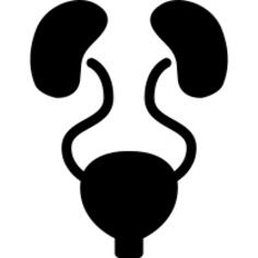 Urinary System
