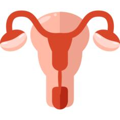 Uterus