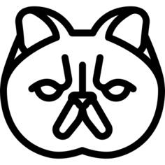 Persian Cat