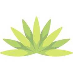 Agave