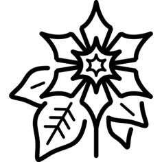Poinsettia