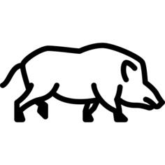 Boar