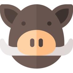 Boar