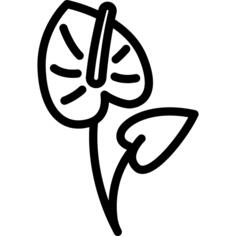 Anthurium