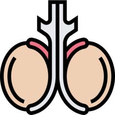 Testicles
