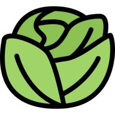 Cabbage