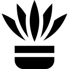 蕨类