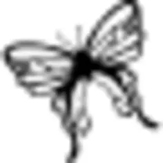 Butterfly top view rotated to left