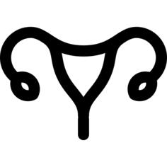 子宫