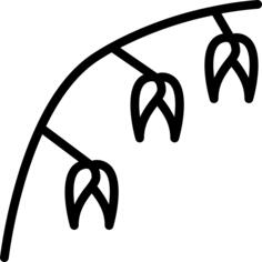 燕麦