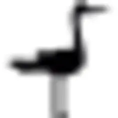 Stork