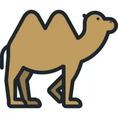 Camel