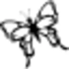 Butterfly with detailed wings