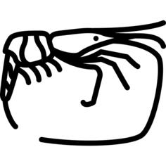 Big Shrimp