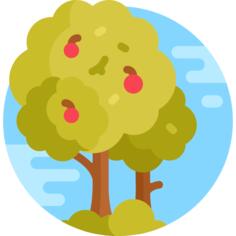Apple tree