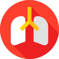 Lungs
