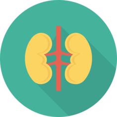 Kidneys