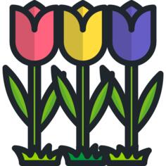 Tulips