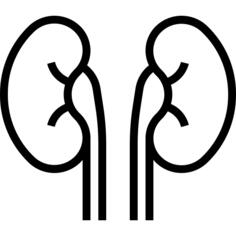 Kidneys