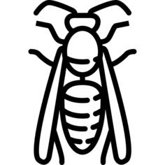 Big Wasp