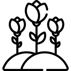 Tulips