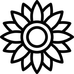 非洲菊