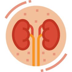 Kidney