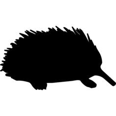 Echidna mammal animal side view shape