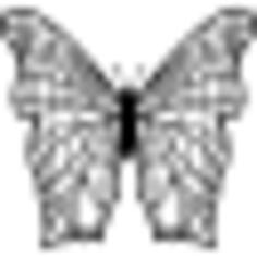 Butterfly with complex thin lines pattern wings from top view