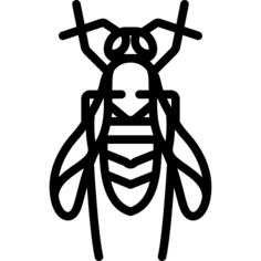 Wasp