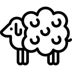 Sheep