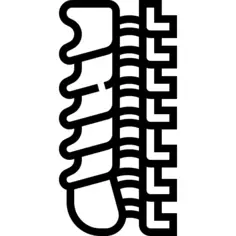 Spinal column