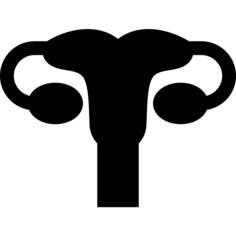 子宫