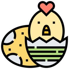小鸡