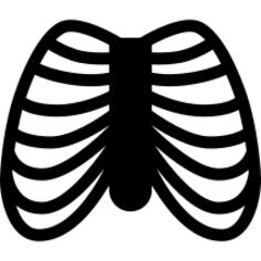 Human Ribs