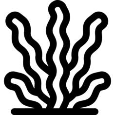 Seaweed