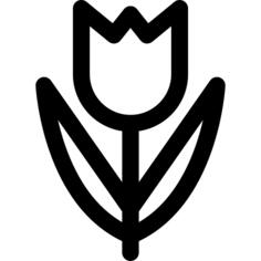 Tulip