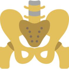 Pelvis