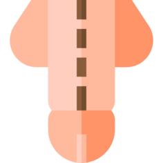 Penis