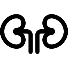 Kidneys