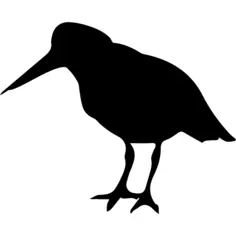 Oystercatcher bird of coasts silhouette