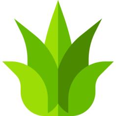 Agave