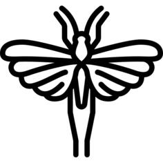 刺槐