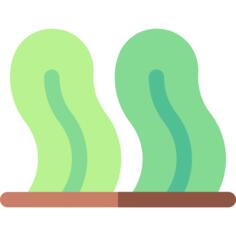 Seaweed